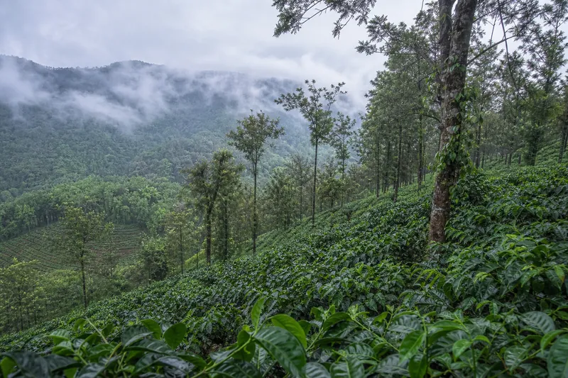 Misty coffee plantation hills in Coorg