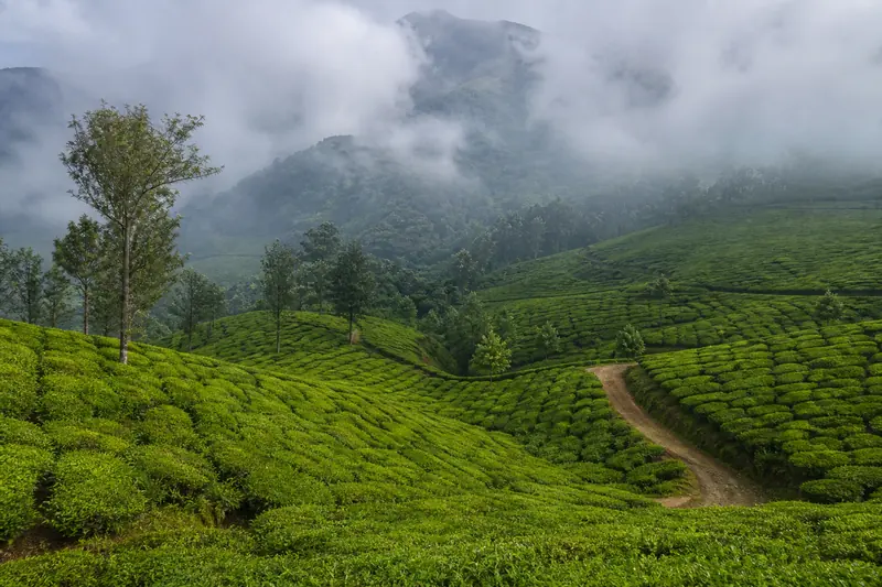 Tea plantations in the hills around Munnar