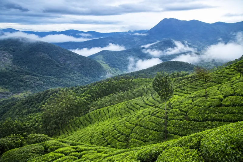 Tea plantations in the Nilgiri hills around Ooty